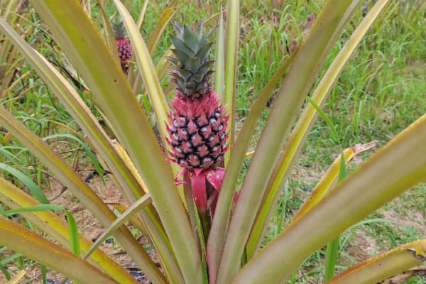 Sky Ladder Pineapple Farm